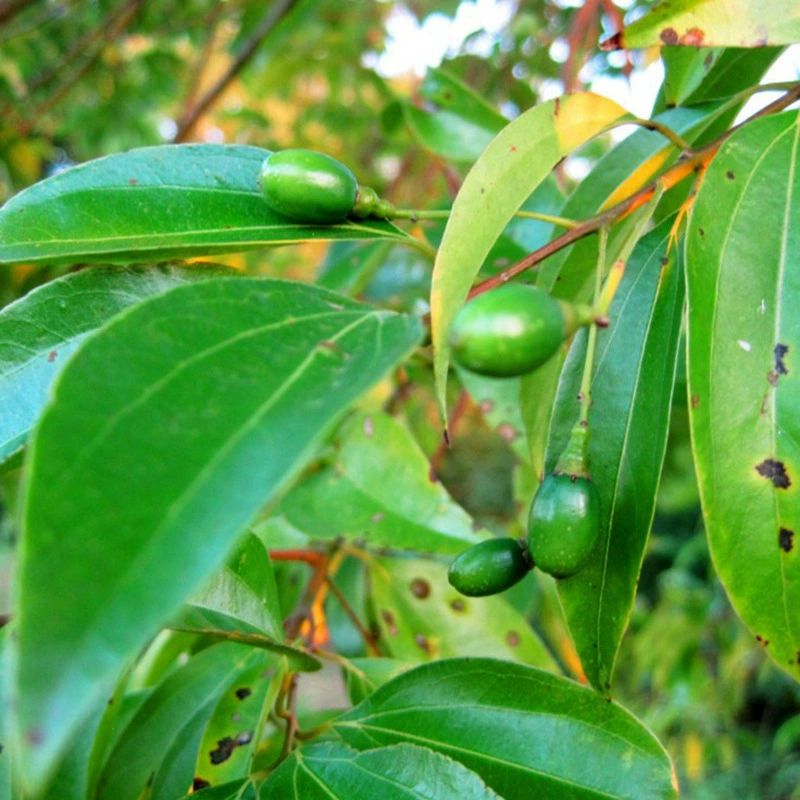 Оптовые оптовые поставки семян саженцы семена деревьев Ландшафтные деревья Новый год