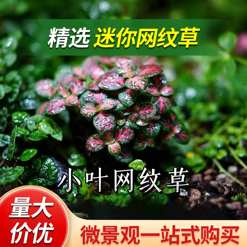 "Empty City" Mesh Grass Micro-Landscape Moss Fern DIY Ecological Bottle Landscaping Desktop Green Plant Decoration
