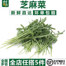 【千牛优福】芝麻菜500g  新鲜蔬菜沙拉食材 生菜 西餐 火箭菜