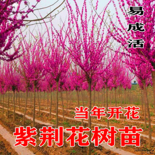 ���G���������G����e��ͥԺ�G��ֲ���ļ��ԷN�L�����ľ���Ե���