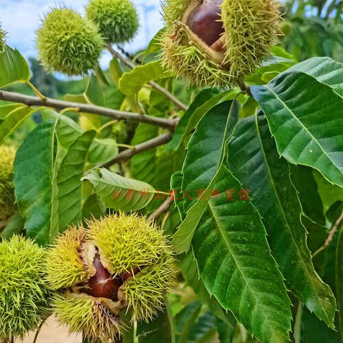 Guizhou alpine chestnut fragrant soft noodles fresh chestnuts beige meat oil chestnut sugar stir-fried chestnuts raw materials wholesale in whole box