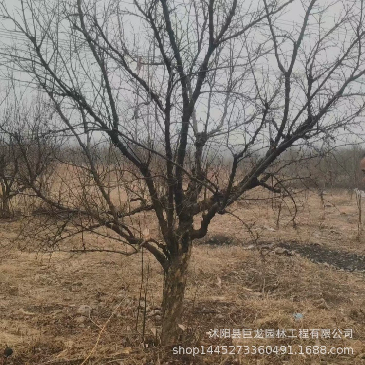 Саженцы граната, кластерное озеленение внутреннего двора граната, посадка северного и южного озеленения, кластерные цветочные саженцы граната