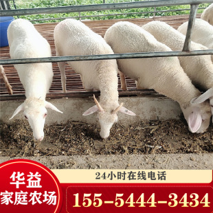 河南小尾寒羊羔 羊 杜寒杂交羊活羊苗黑头杜泊绵羊价 送货上门-阿里巴巴