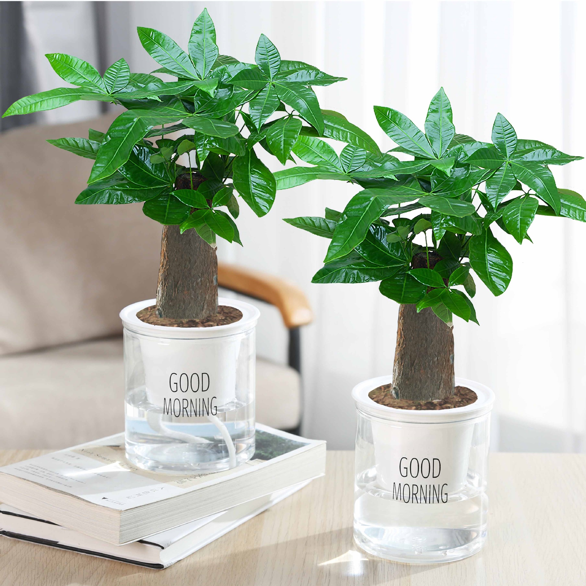 árboles ricos pequeñas plantas de maceta flores verdes plantas de oficina absorción de formaldehído árboles hidropónicos de bambú de lapis verde buena alimentación maceta