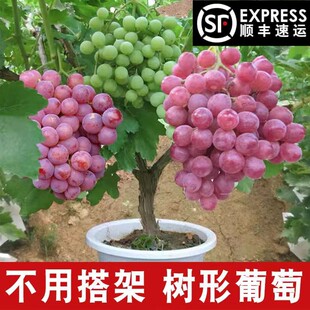 ���ј���޷��ĺ�ꖹ�õ��������Ϸ������Nֲ�������o��������