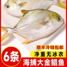 【顺丰冷链包邮】金鲳鱼广东阳江特产新鲜海鲜水产当季金昌鱼送礼