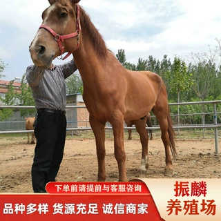 骑乘蒙古马 伊犁马养殖场 阿拉伯马 三河马耐力怎么样