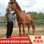 伊犁骑乘阿拉伯蒙古马