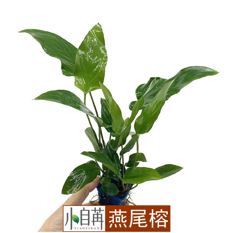 Баньян с ласточкиным хвостом Водная трава живая оптом аквариум озеленение настоящая водная Трава Аквариум Декоративные украшения отрицательный Хороший