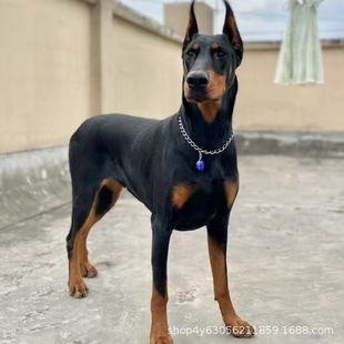 ��ϵ���e��Ȯ���w�߼��o�lȮ���eȮِ���pѪ�y���eȮ�o�lȮ��Ȯ