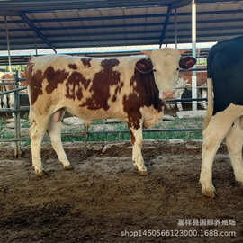 常年大量售西门塔尔牛肉牛犊鲁西黄牛牛犊 西门塔尔牛图片