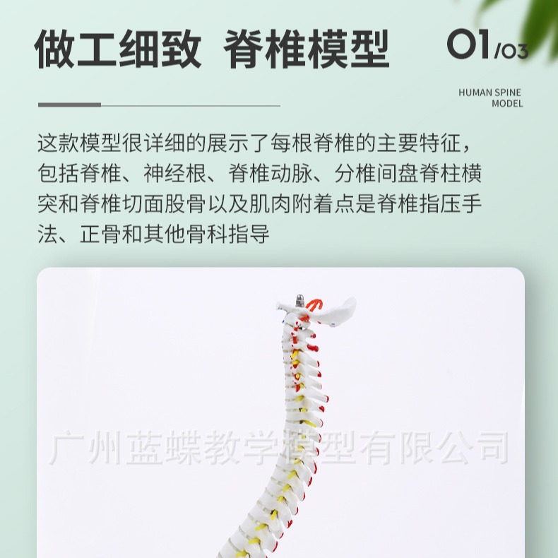 45CM弹ģ͸ɫֹϰ׵ģ;׵׵