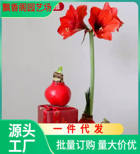 New Year's Eve Flower Amaryllis Seed Bulb Sealing Wax Gift Box Imported Bulb Flower Indoor Ornamental Waterless Soil Cultivation Can Bloom