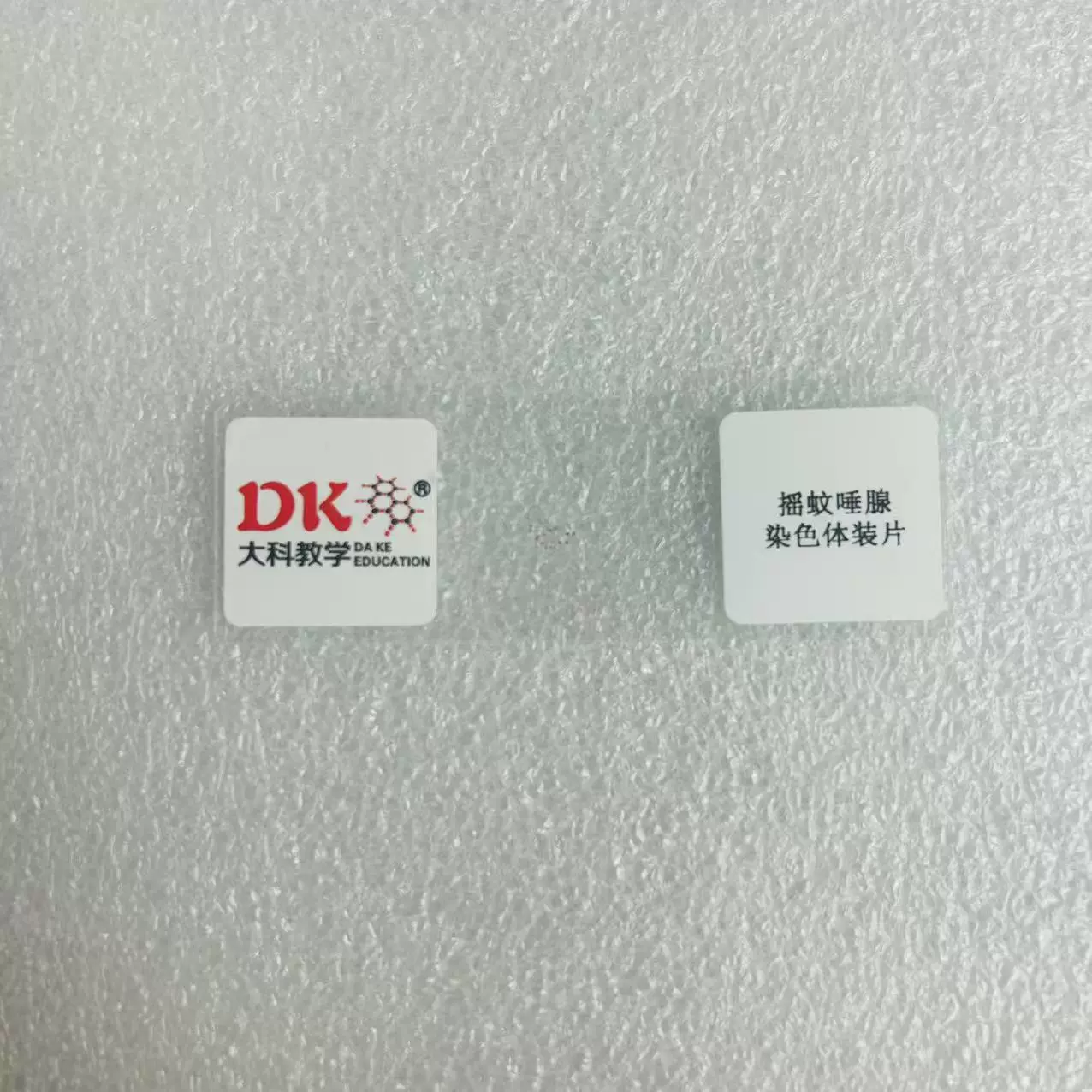 摇蚊唾腺染色体装片  细胞生物学与遗传学  高等大学显微玻片厂家