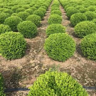 𻨘1.5׸ߵֱ2.520 ʯ5040