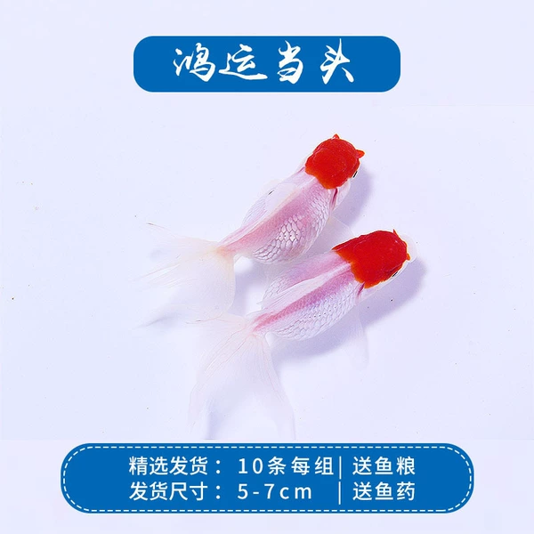 [浅黄色 10条鸿运当头4-6]