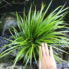 石菖蒲小苗四川种植基地批发水土栽培绿化盆栽石菖蒲树苗