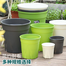 ���Sֱ�l���ϻ����ڏ��Ӻ���ɽ����⻨��Gֲ����͸��Ӂ���