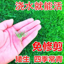 护坡草坪种子四季青黑麦草狗牙根草籽高羊茅百慕大早熟禾三叶草种