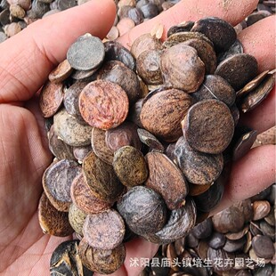 Wisteria Seeds, Wisteria Flower Seeds, Climbing Vines, Vines, Red Vines, Yellow Ring Seeds, Double Flower Seedlings, Florals, Wisteria Seeds