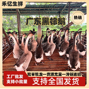 ���ں����Z�F�׬F���F�l���h���ع��Z�Ƶ��ʽ��͏d���ß��D���Z