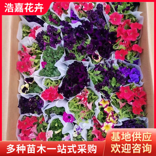 Multi-Colorful Morning Glory Seedlings, Four-Season Courtyard Community Park Greening Flower Seedlings, Qianniu Colorful Morning Glory Potted Plants