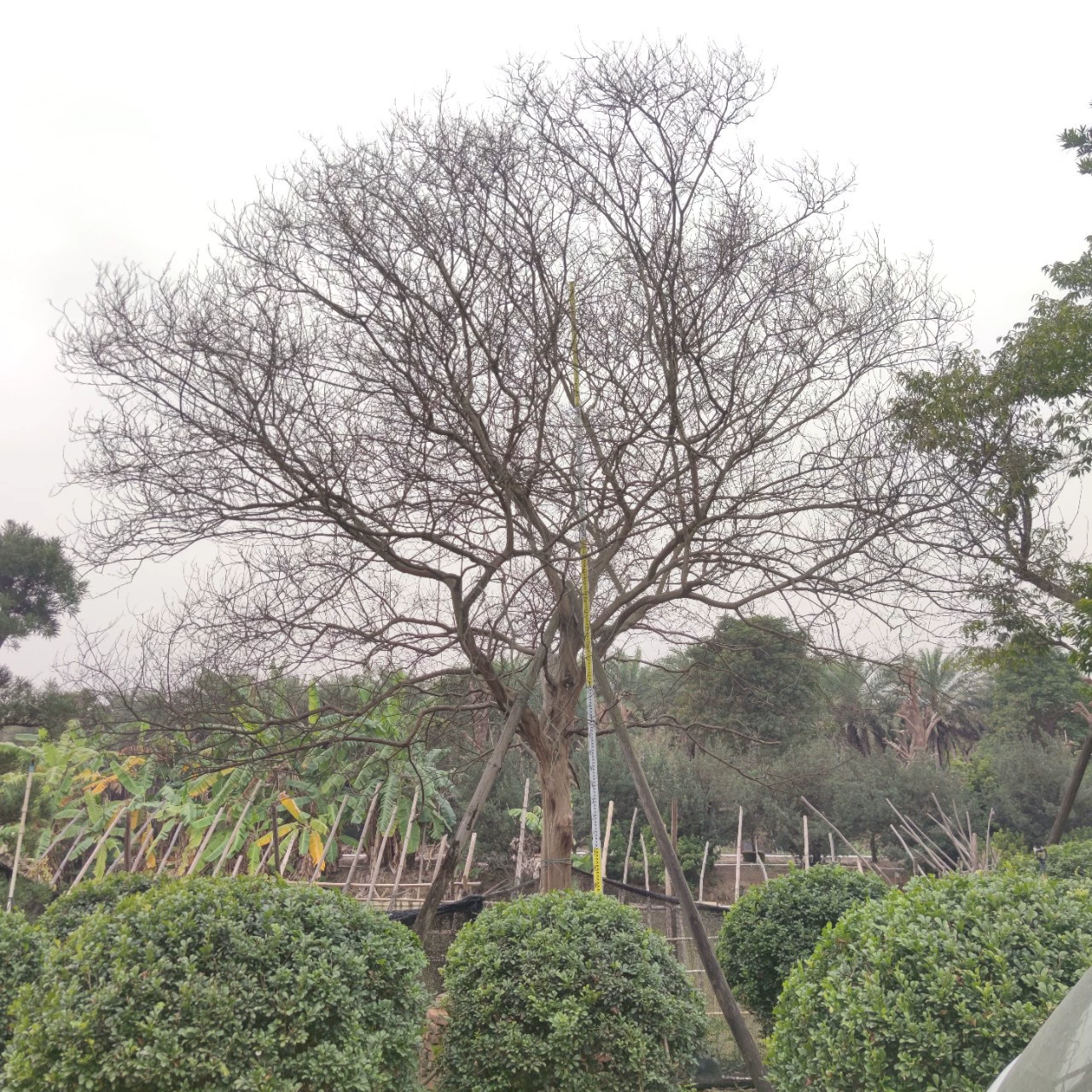 2201 Поставка полный коронованный сафлор листовой Lagerstroemia диаметр 23cm 6*6 м старый Lagerstroemia внутренний дворик Вилла пейзаж