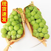 [Spot SF]Sunshine Rose grape Japan Breed Wang Grapes Qingti Sunshine rose 2