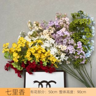 ���������� �b�С���L��c�b��滨�ҾӔz����Ӱ�S�����l