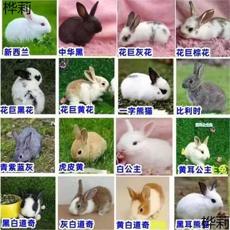 Пара живых самцов и самок белых кроликов, кроликов на месяц, домашних кроликов, живого кроличьего мяса, кроличьих детенышей, гигантских взрослых кроличьих детенышей.