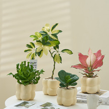 Crimson kҾGֲ ͏d҃ [ ȩ՚