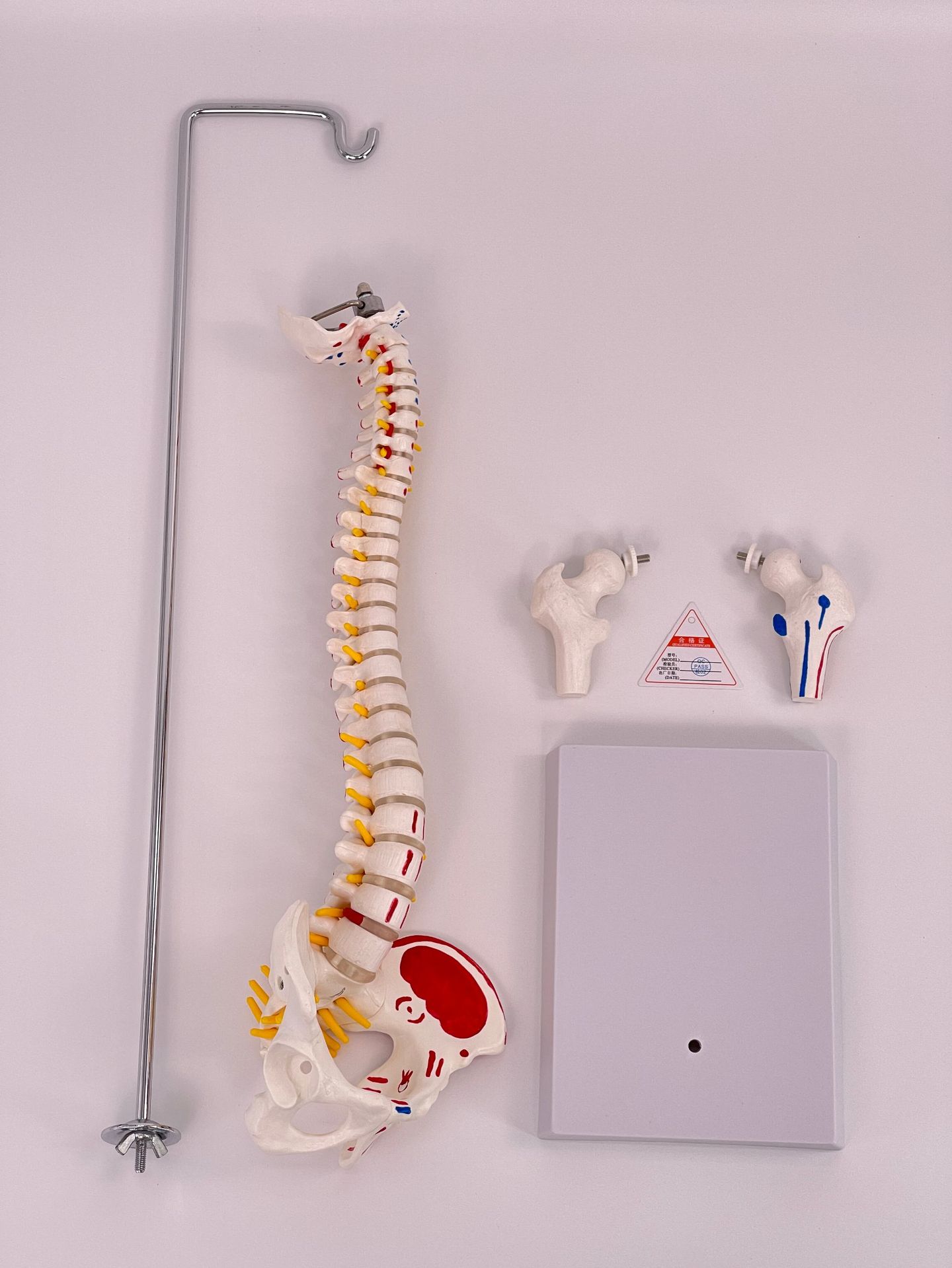 ��ʽ ���弹��ģ��45CM���Ǿ�׵��׵��׵����ɹǼ�����ɫ��ֹ��