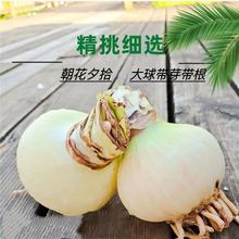 荷兰进口朱顶红重瓣大花种球土培室内庭院四季种植两月开花耐寒冬