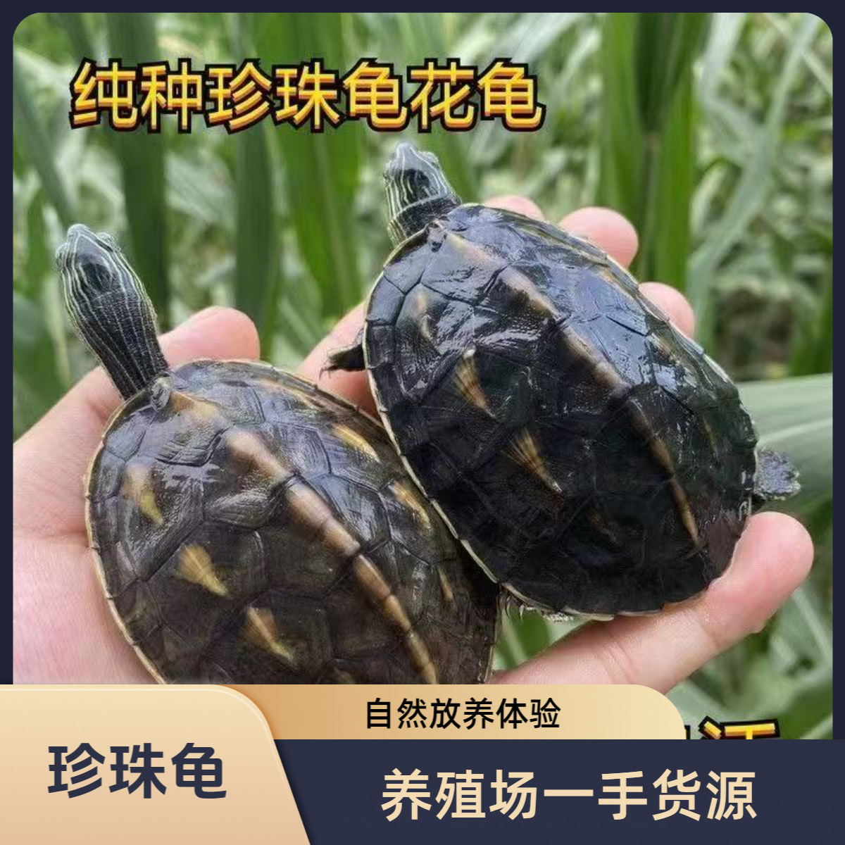 外塘珍珠龟花龟摆摊龟台湾草六线草宠物花杂龟大小乌龟养殖场批发