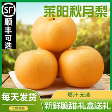 批发莱阳秋月梨新鲜 水果5斤脆甜多汁当季采摘整箱冰糖山东秋月梨