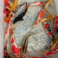 С���~���^�p�~��ˮ�ͻ���B�~��ˮ�t���\�����~С���~�ݽ��~���~