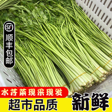 湖北水芹菜洪湖特产原生态自然绿色蔬菜新鲜香河芹5斤包邮