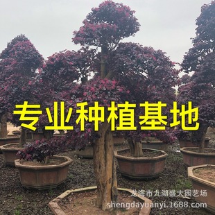 �������l�t���^ľ�䘶 ���ͼt���^ľ���辰 �t���^ľ�䘶�r��