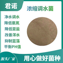 浓缩调水菌澄清水色抑制蓝藻降氨氮亚盐硫化氢改善水浑老绿黑臭水