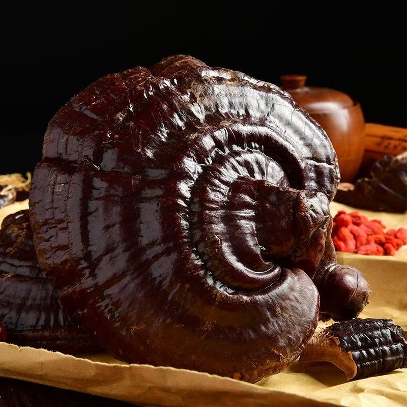 Red Reishi Mushroom Ling Zhi Whole and Sliced Dried Ganoderma for Tea Wine and Soup 500g in use