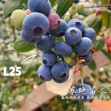 ���ٷ���Ʒ��L25�{ݮ��������쎧���{ݮ������Ե��Ԯ���Y��