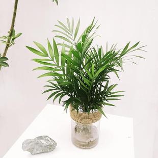 Hydroponic Plant Coconut Indoor Air Purification All Year Round Evergreen Rich Phoenix Tail Bamboo Desktop Potted Small Green Plant Phoenix Tail