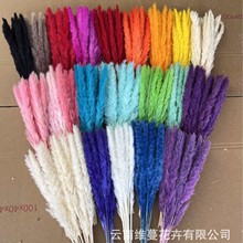 小芦苇干花花束手工DIY居家装饰厂家直供现货批发跨境专供
