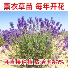 ޹�²ݻ����҃���P����ݻ����½�����ֱ�l�ͺ��^�p�Gֲ���xֲ��