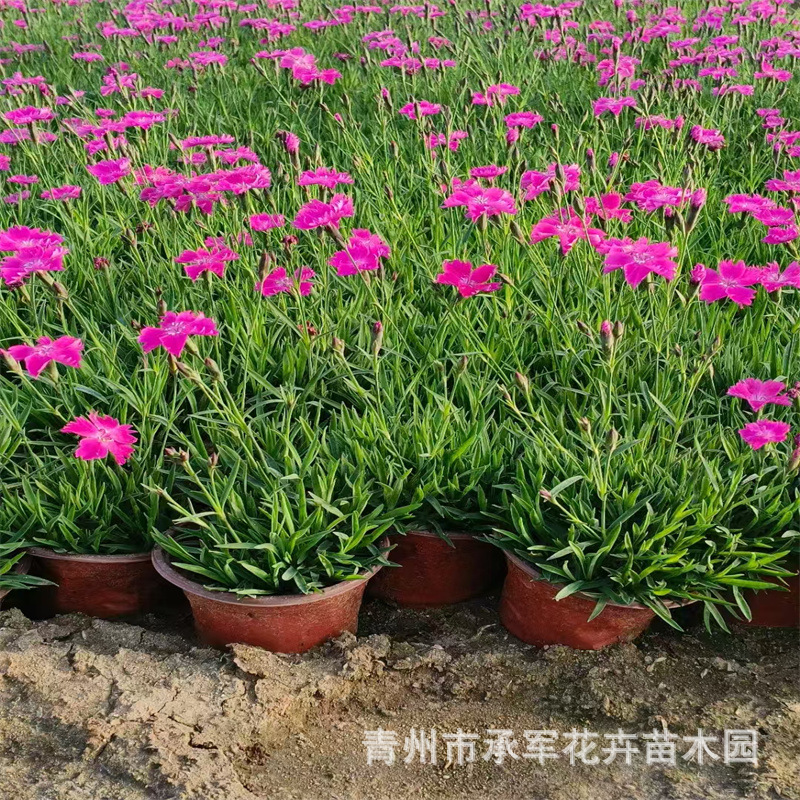 大杯欧石竹山东青州大量供应欧石竹穴盘苗杯苗楼盘城市花海绿化用
