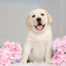 出售精品拉布拉多活体幼犬纯种双血统奶白色黑色宠物犬宠物纯狗狗