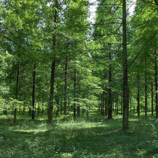 Metasequoia Saplings, Engineering Greening Seedlings, Colorful Roadside Landscape Trees, Metasequoia, Complete Specifications of Metasequoia Saplings