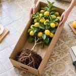 香水柠檬树盆栽带果老桩大盆可食用金桔果树苗庭院室内外四季结果