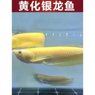 �S���t�۰����y���~�����~����w���͟Ꭷ�^�p�~��ͫѪ�G���~���~