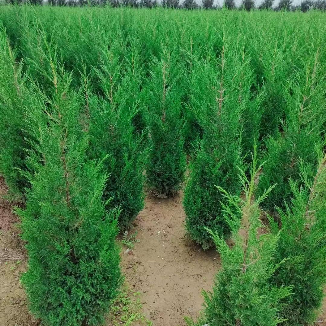 供应西安塔柏蜀桧 松柏塔柏球营养钵塔柏苗 宝塔松绿化四季青